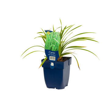 Zegge (Carex morrowii 'Ice Dance')