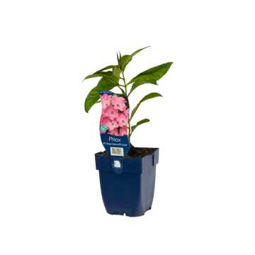 Vlambloem (Phlox (P) 'Sw. Summer Candy')