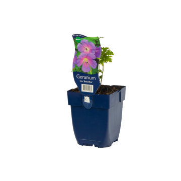 Ooievaarsbek (Geranium himalayense 'Baby Blue')