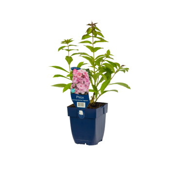 Vlambloem (Phlox (P) 'Sw. Summer Fragrance')