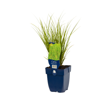 Zegge (Carex 'Phoenix Green')