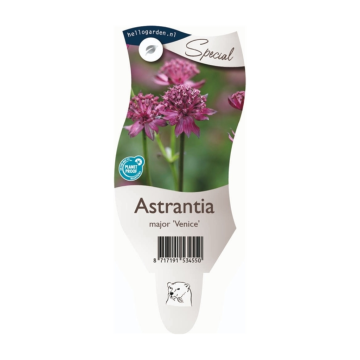 Zeeuws knoopje (Astrantia maj. 'Venice')