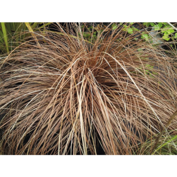 Zegge (Carex comans 'Bronco')