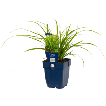 Japanse Zegge (Carex oshimensis 'Evergreen')