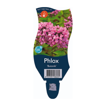 Vlambloem (Phlox (P) 'Butonik')