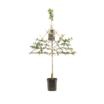 Blauwe pruim (Prunus dom. Opal leivorm)