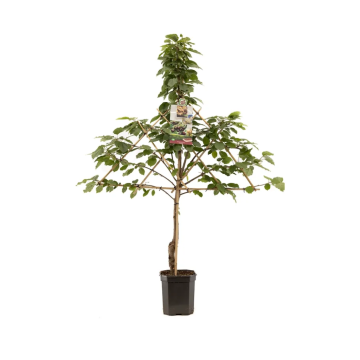 Donkerrode kers (Prunus avium Kordia leivorm)