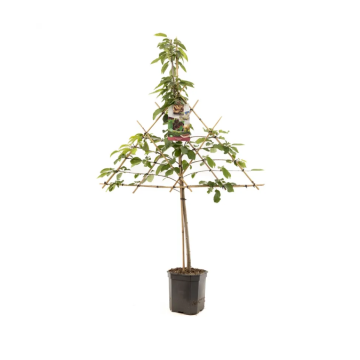 Zoete kers (Prunus avium Lapins leivorm)