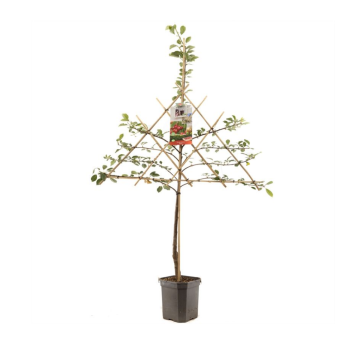 Zure kers (Prunus cerasus Morel leivorm)