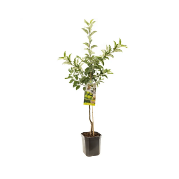 Gele handappel (Malus dom. Golden Delicious laagst)