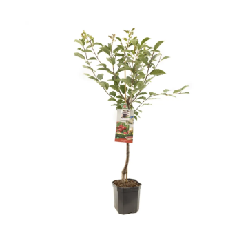 Zure kers (Prunus cerasus Morel laagstam)