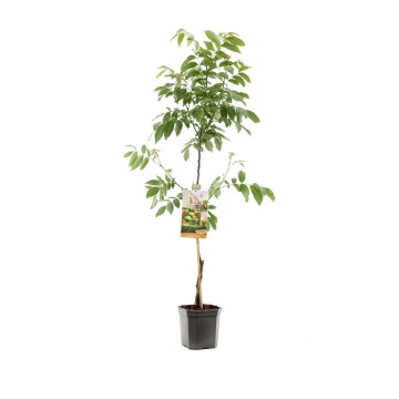 Veredelde walnoot (Juglans regia Buccaneer spil (vered)