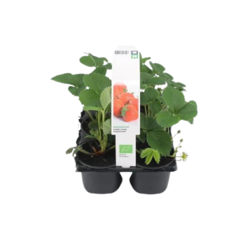 Aardbei doordragend (Fragaria Ostara) six-pack BIO