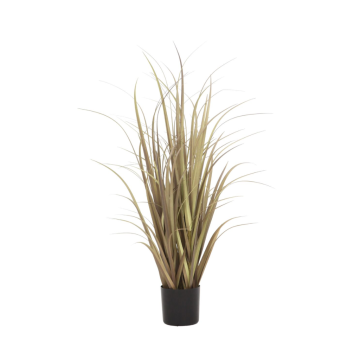 Pluimgras 90 cm naturel