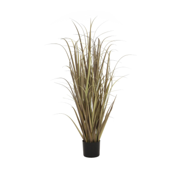 Pluimgras 120 cm naturel
