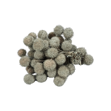 Dry Platane Moonlight Green