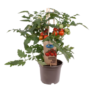 Pluk cherry tomaat rood (Solanum lycopersicum) 40 cm