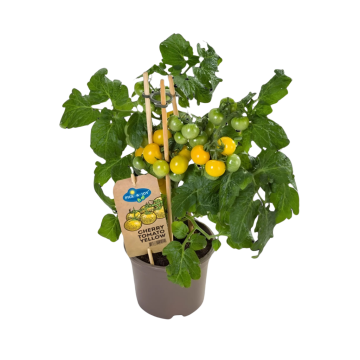 Pluk cherry tomaat geel (Solanum Cherry) 40 cm