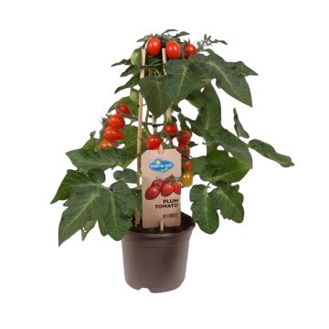Pruimtomaatje rood (Solanum Plum) 40 cm