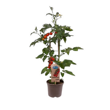 Snoep tomaatje (Solanum lycopersisum) 45 cm