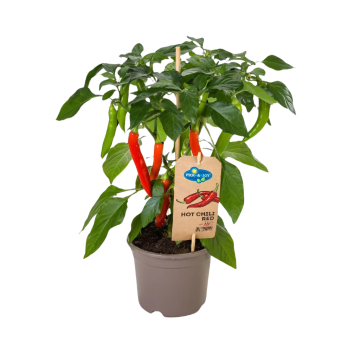 Plukpeper rood hot (Capsicum Anuum) 40 cm