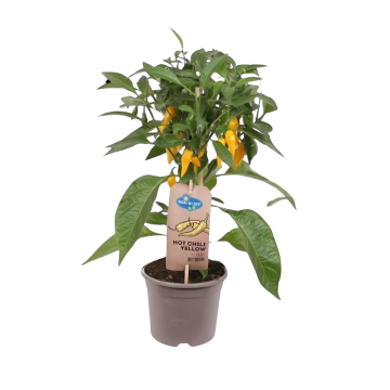 Plukpeper geel hot (Capsicum Anuum) 40 cm