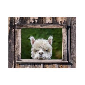 Tuinposter Alpaca Doorkijk 