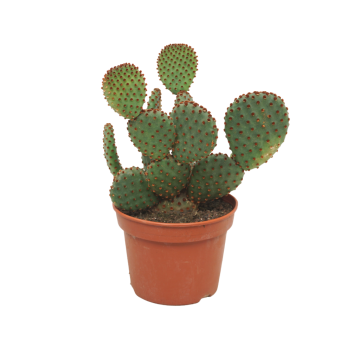 Cactus 22,5 cm