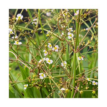 Smalbladige waterweegbree (Alisma lanceolata) Potmaat 18