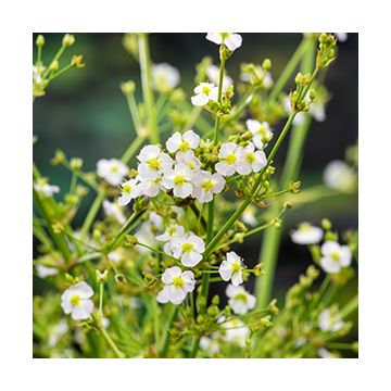 Waterweegbree (Alisma parviflora) Potmaat 18