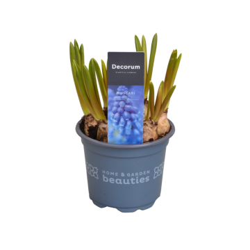 Blauwe druifjes Muscari 10 cm