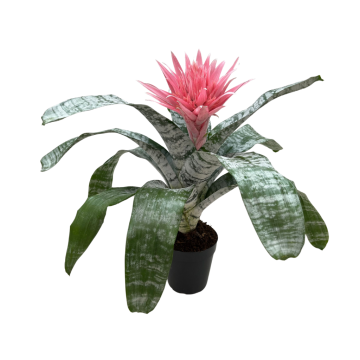 Bromelia (Aechmea Fasciata Primera) 45 cm