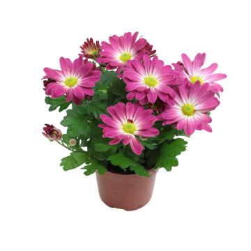 Chrysant (Chrysanthemum) 25 cm