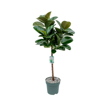 Ficus Makana (Elastica) 130