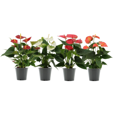 Flamingoplant (Anthurium) 30 cm