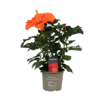 Chinese roos (Hibiscus rosa-sinensis) p13