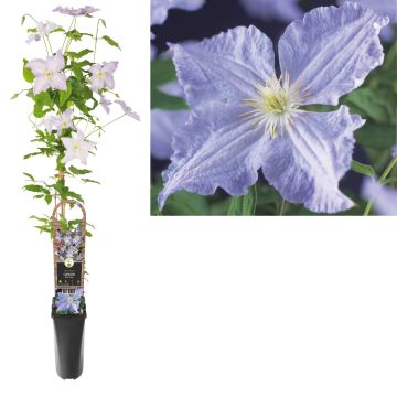 Bosrank (Clematis 'Blue Angel') H 90