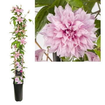 Bosrank (Clematis Multi Pink® PBR) H 90