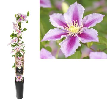 Bosrank (Clematis 'Piilu') H 90