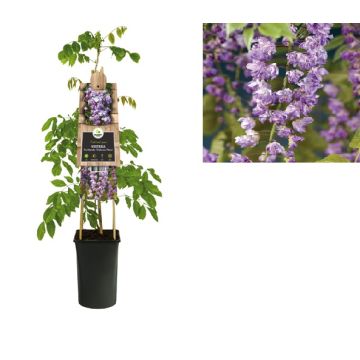 Blauwe regen (Wisteria floribunda 'Violacea Plena') H 75