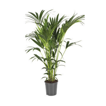 Kentia palm (Howea Forsteriana) 120 cm