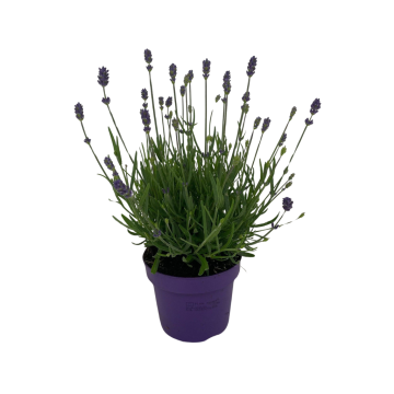 Lavendel (Lavandula Angustifolia Hidcote) P 12 cm