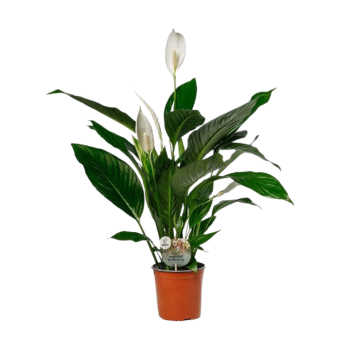 Lepelplant (Spathiphyllum) 60 cm