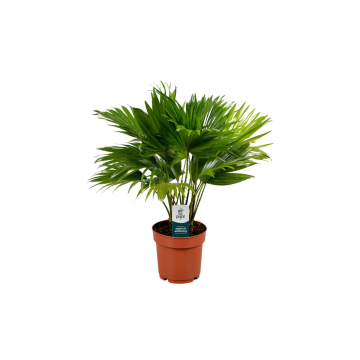 Waaierpalm (Livistona Rotundifolia) 45 cm