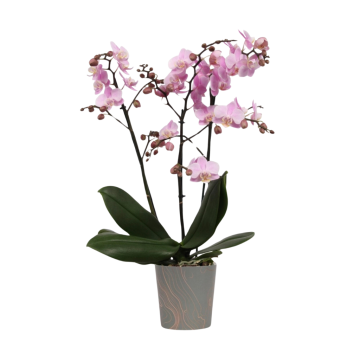 Orchidee (Phalaenopsis)