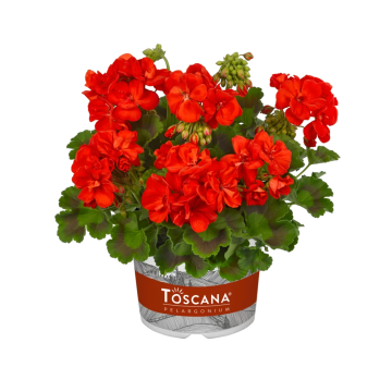 Pelargonium Zonale