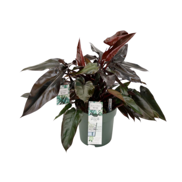 Philodendron Lisa 65 cm