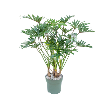 Philodendron Xantal 120 cm