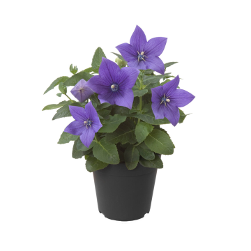 Ballonplant (Platycodon grandiflorus) P12