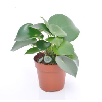 Polybotrya (Peperomia Raindrop) 20 cm